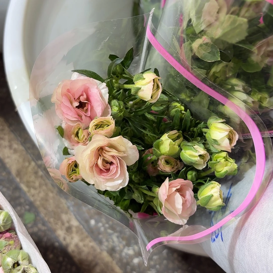 粉香槟蝴蝶洋牡丹