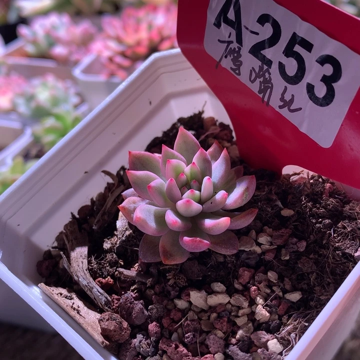 鹰嘴红覆轮锦有根