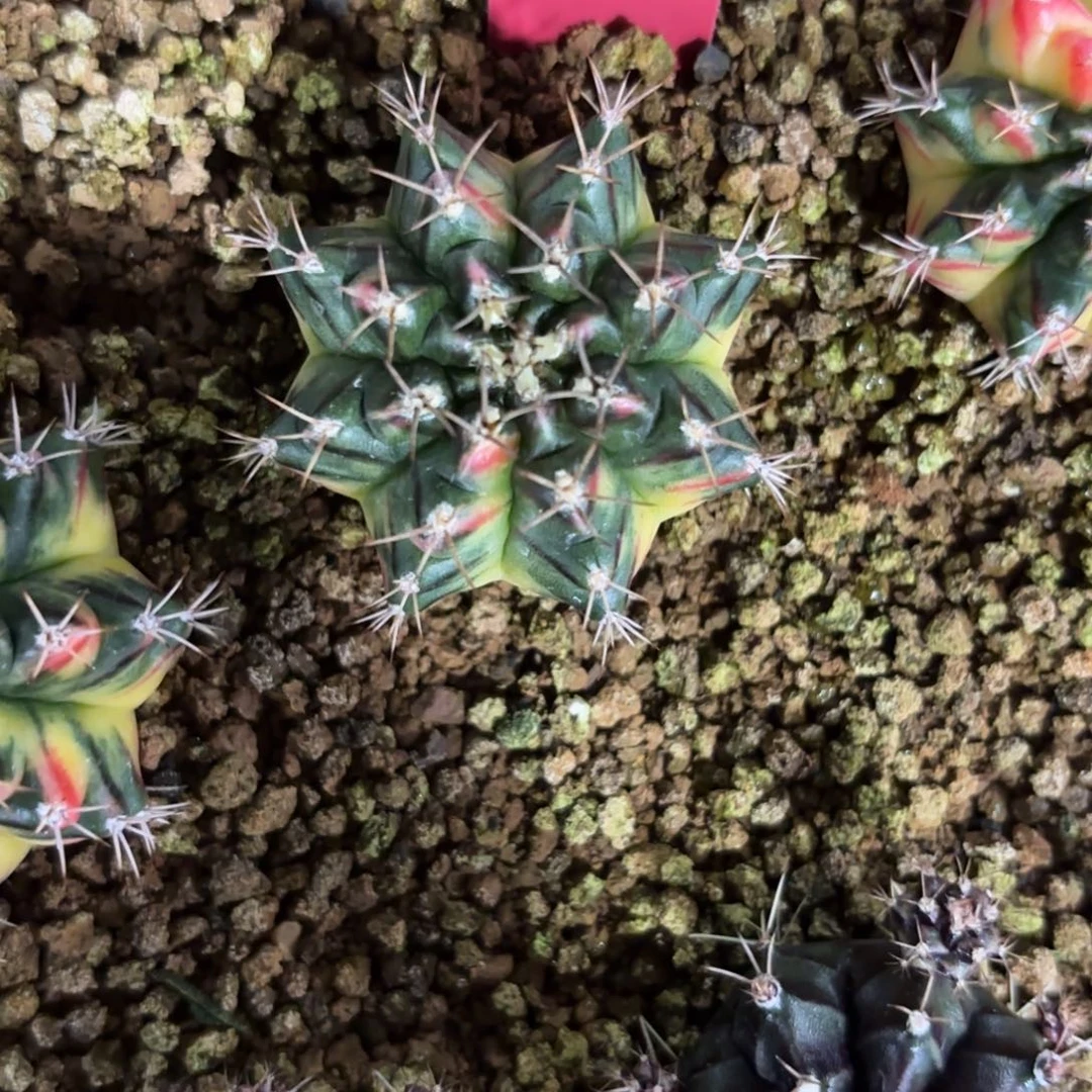 157-1222泰国发货多肉