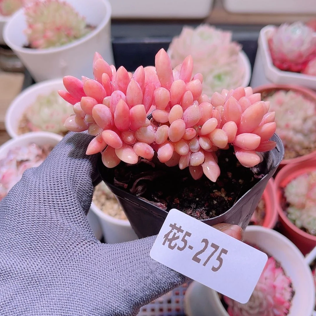 花05-275醉美人缀化