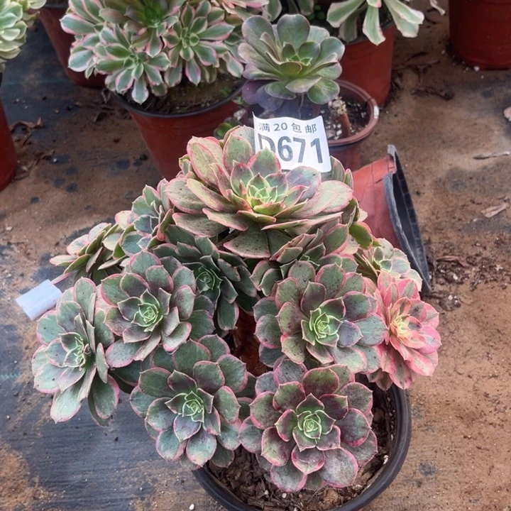 671粉花妖不包断枝