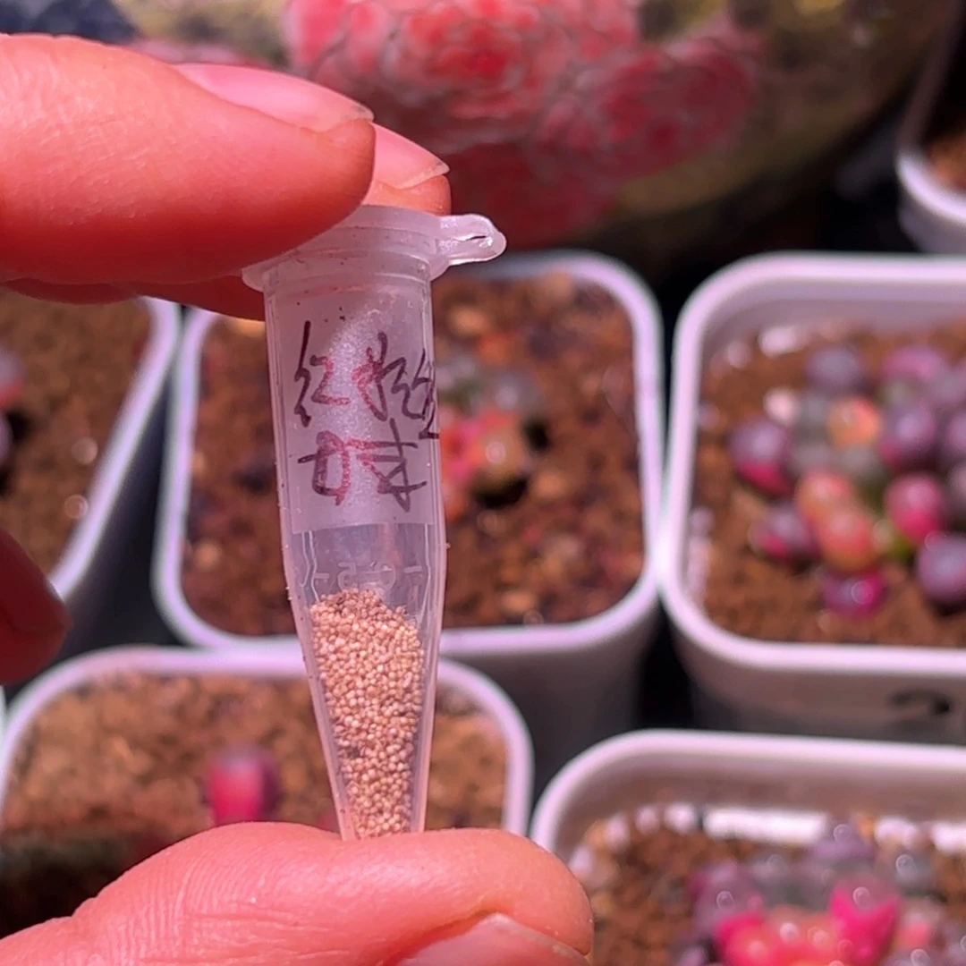 N*_红拉丝母本种子专拍