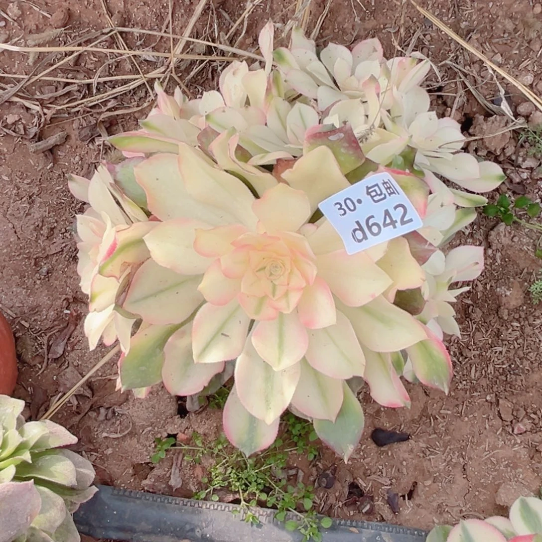 阳****姐642 香妃多肉法师