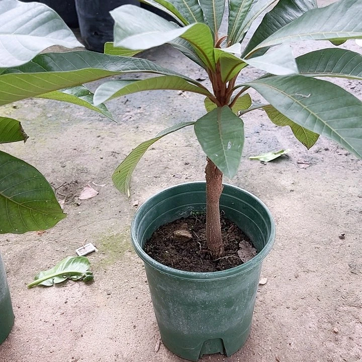 飘***香羊羔毛苗马来2456666666