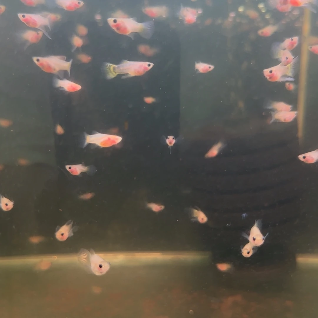 孔雀鱼黑金玻璃猫球C苗10条