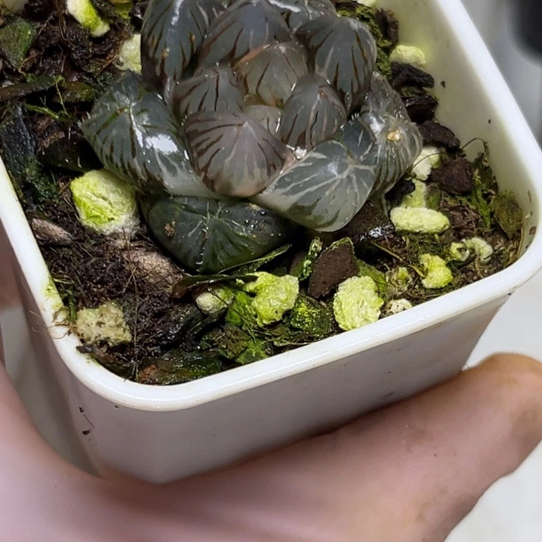 ぽ***ょ十二卷多肉植物1927龙爪