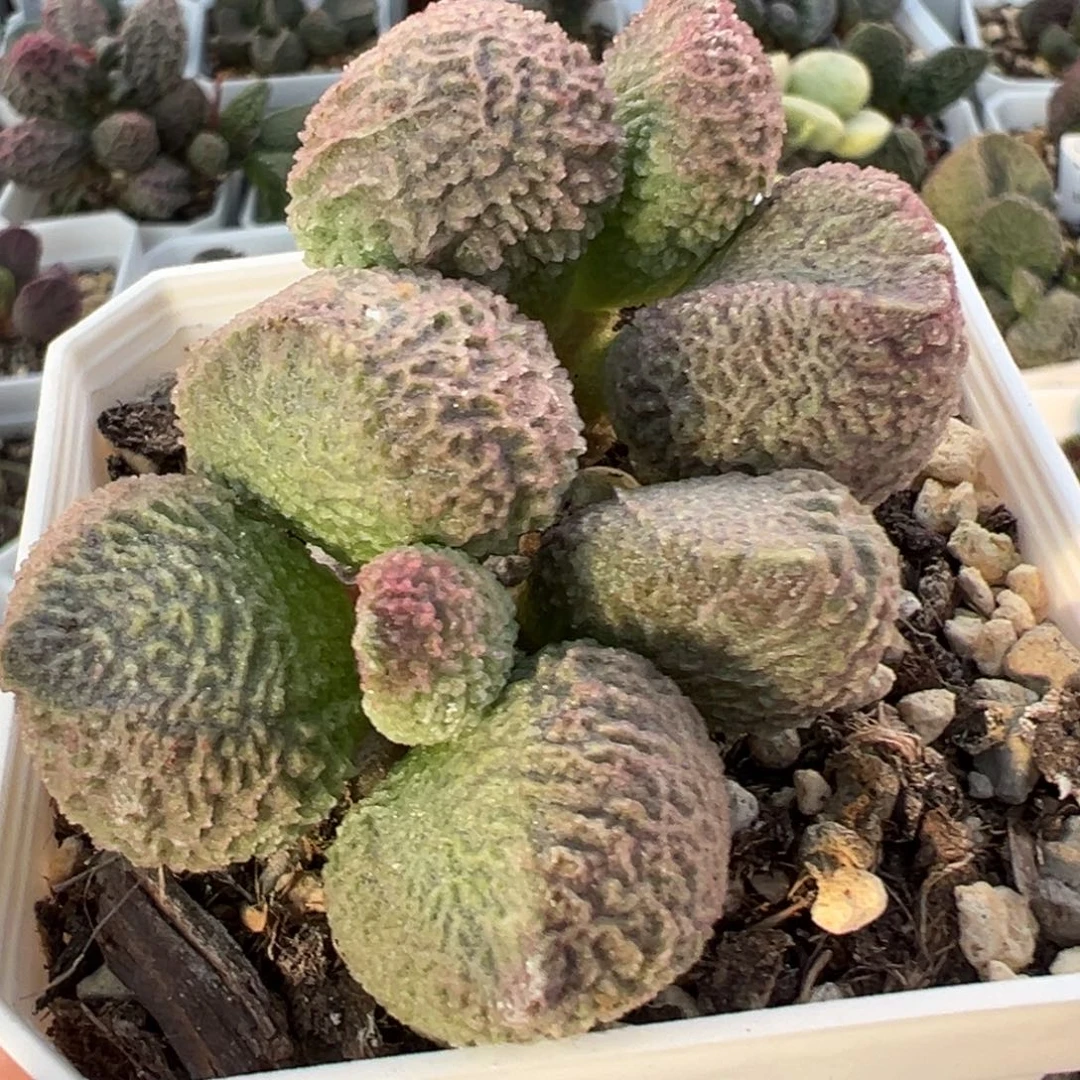 巨猪宝多头纯木质桩多肉植物