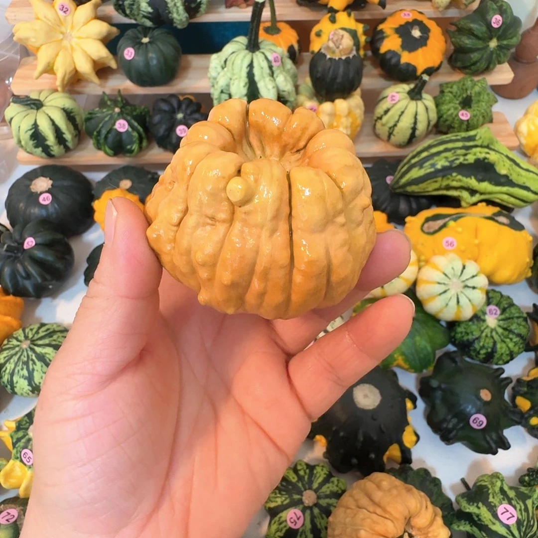 黑*墨西哥七彩葫芦罐子