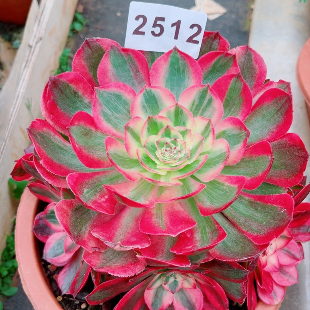 新品赤子心多肉发货