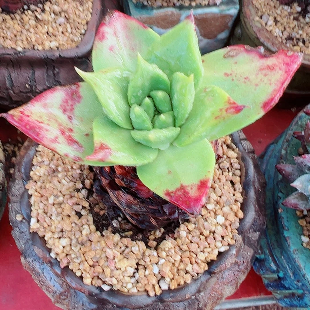 9286坎黛仙女杯多肉