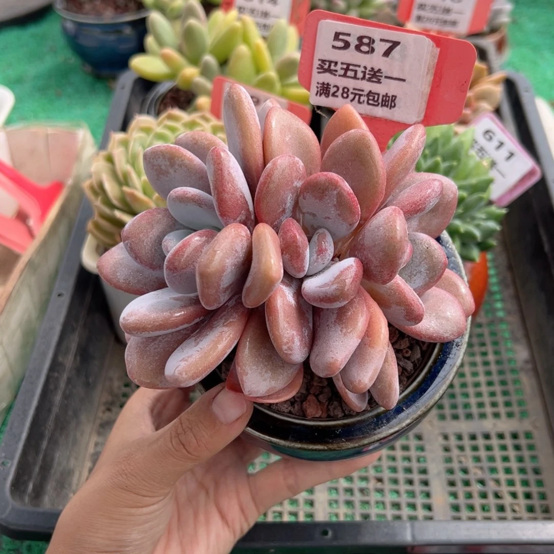 表妹精品多肉植物587.