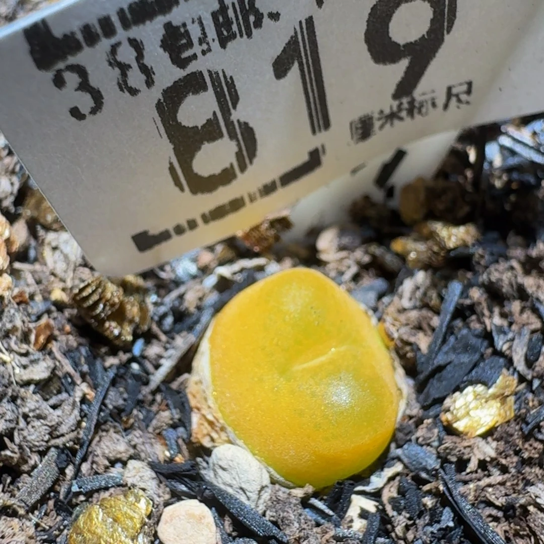 Zzzzz精品生石花819