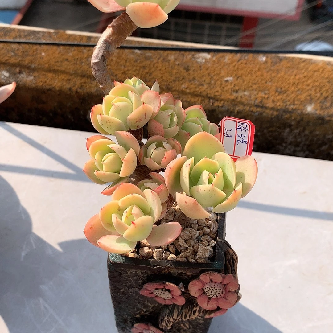 骑兵碧桃多肉植物一颗