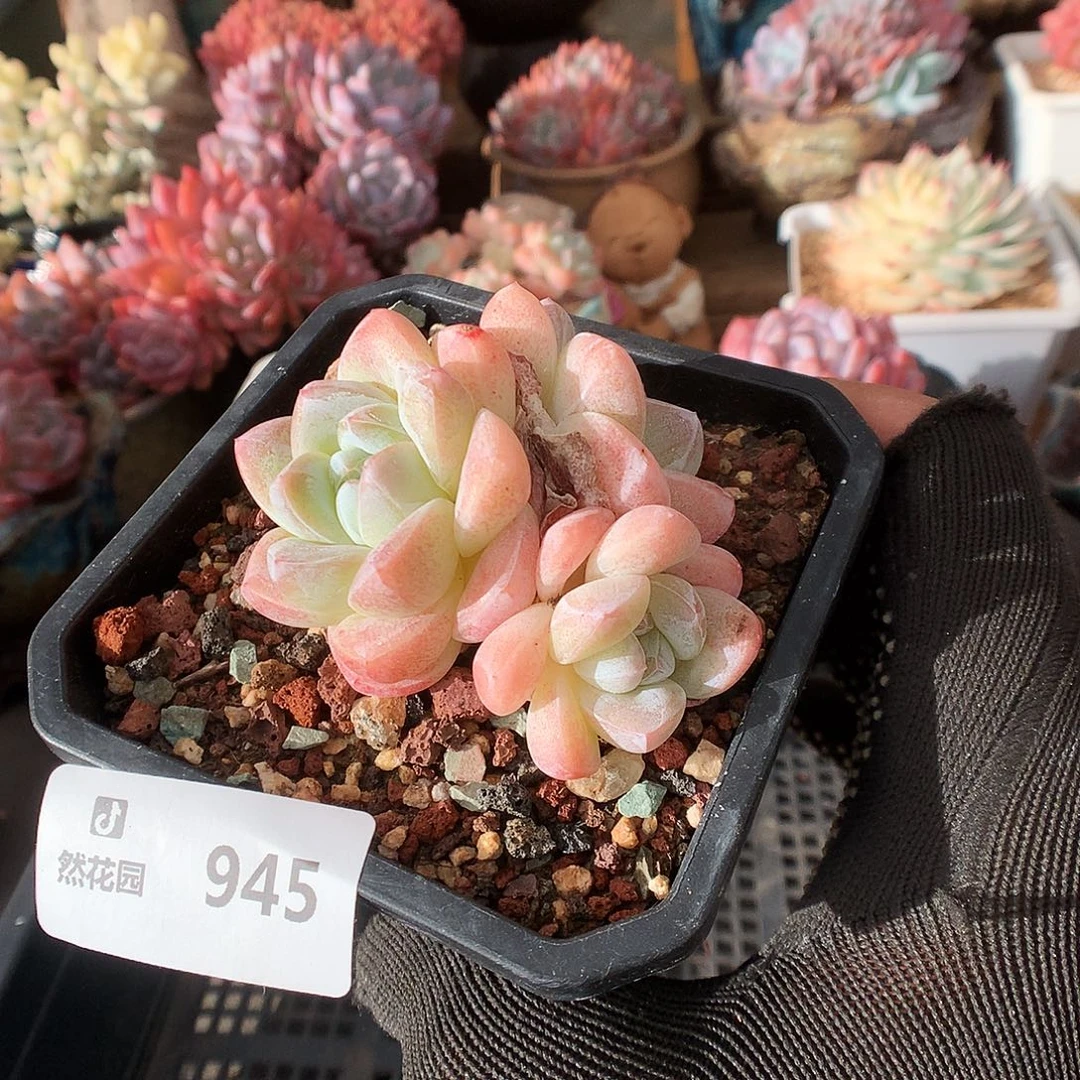 945冰玉多肉植物6666