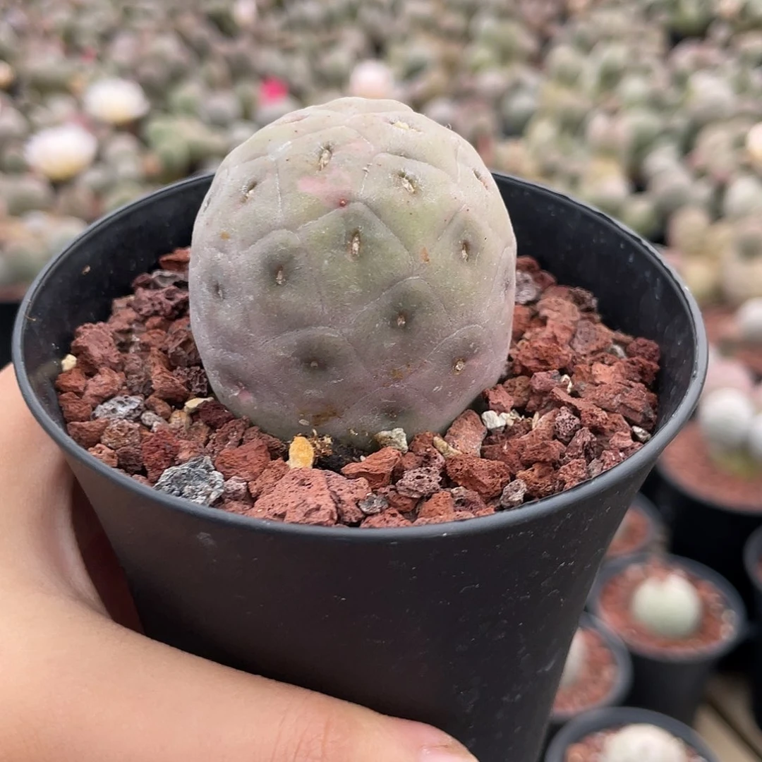 彤仙人球单头习志野