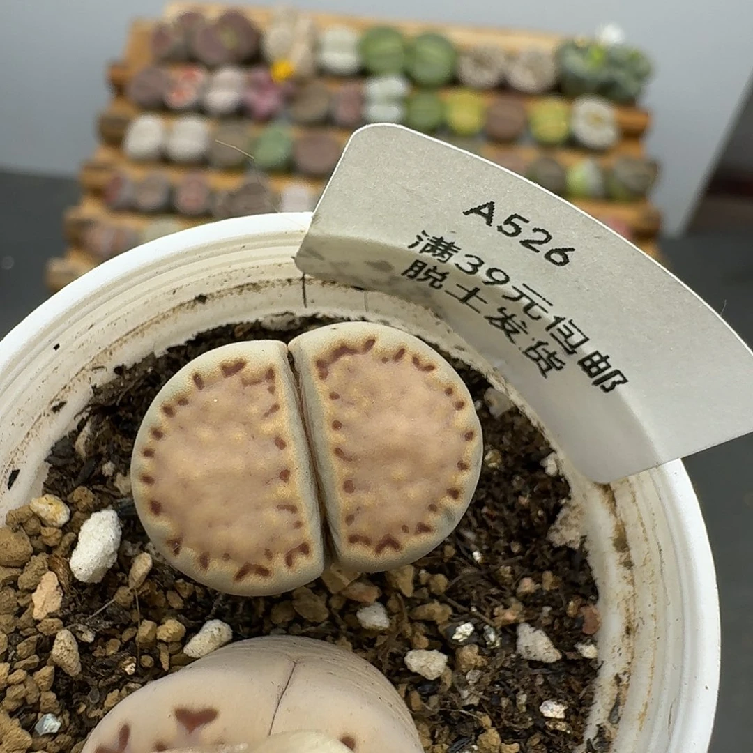 嘟***猫526多肉哈哈哈哈哈