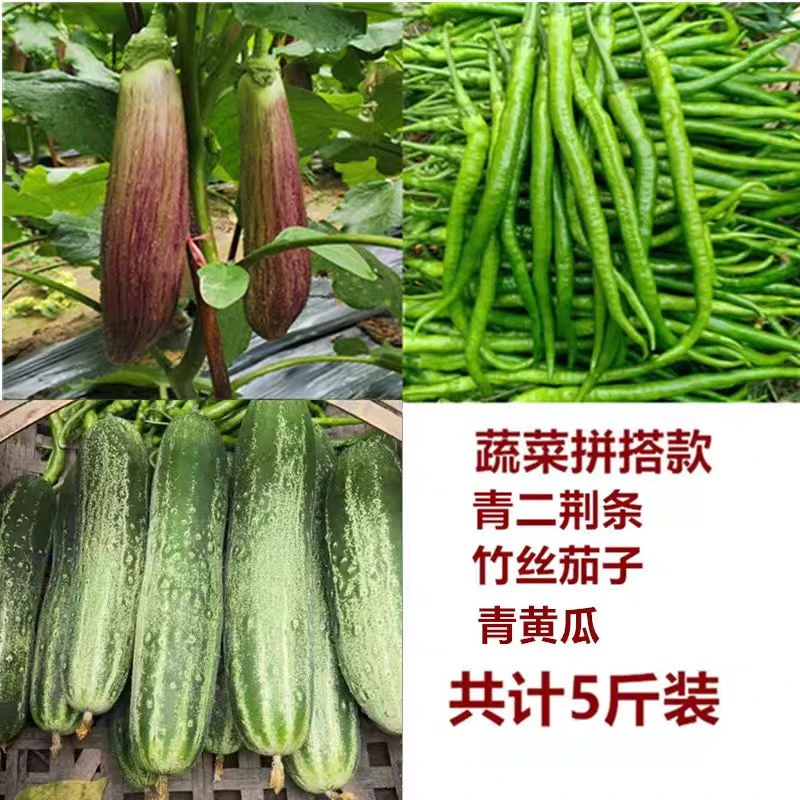 四川竹丝茄二荆条青椒黄瓜混搭露天时令蔬菜5斤装