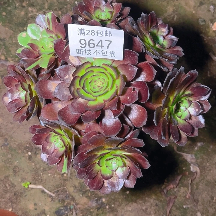 9647黑美人多肉植物