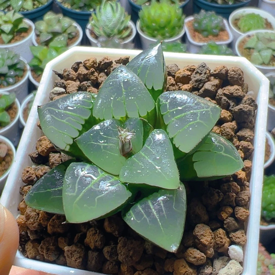 雅典娜玉露多肉多肉多肉