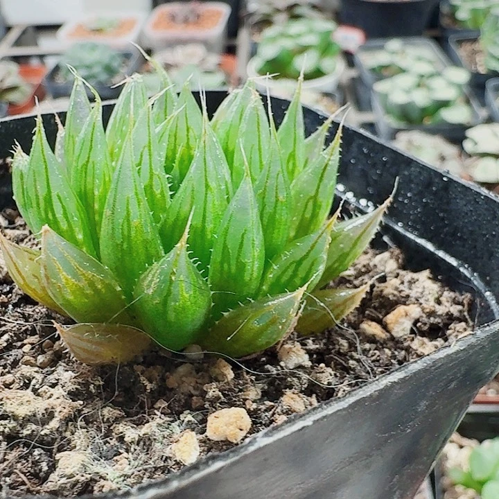 无花朵十二卷。 原始种。福利