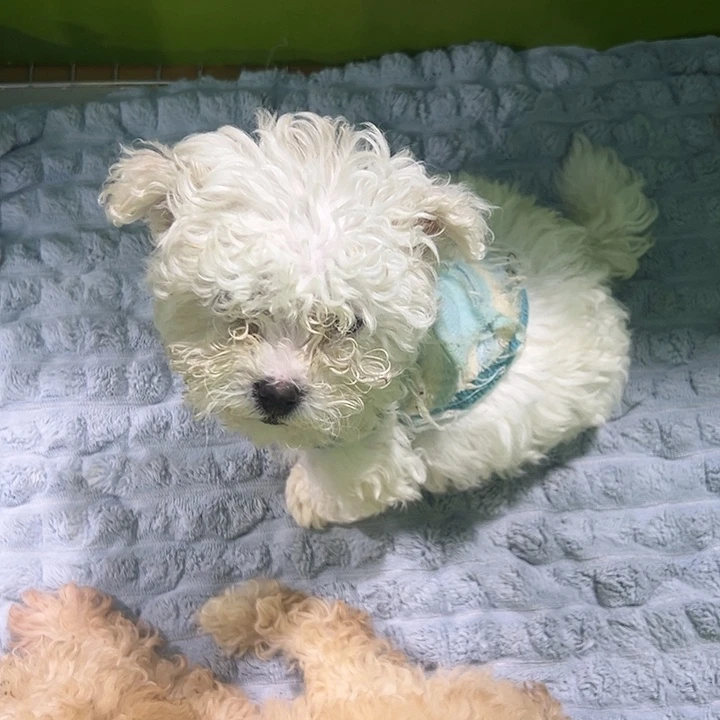 比熊弟弟一个超可爱