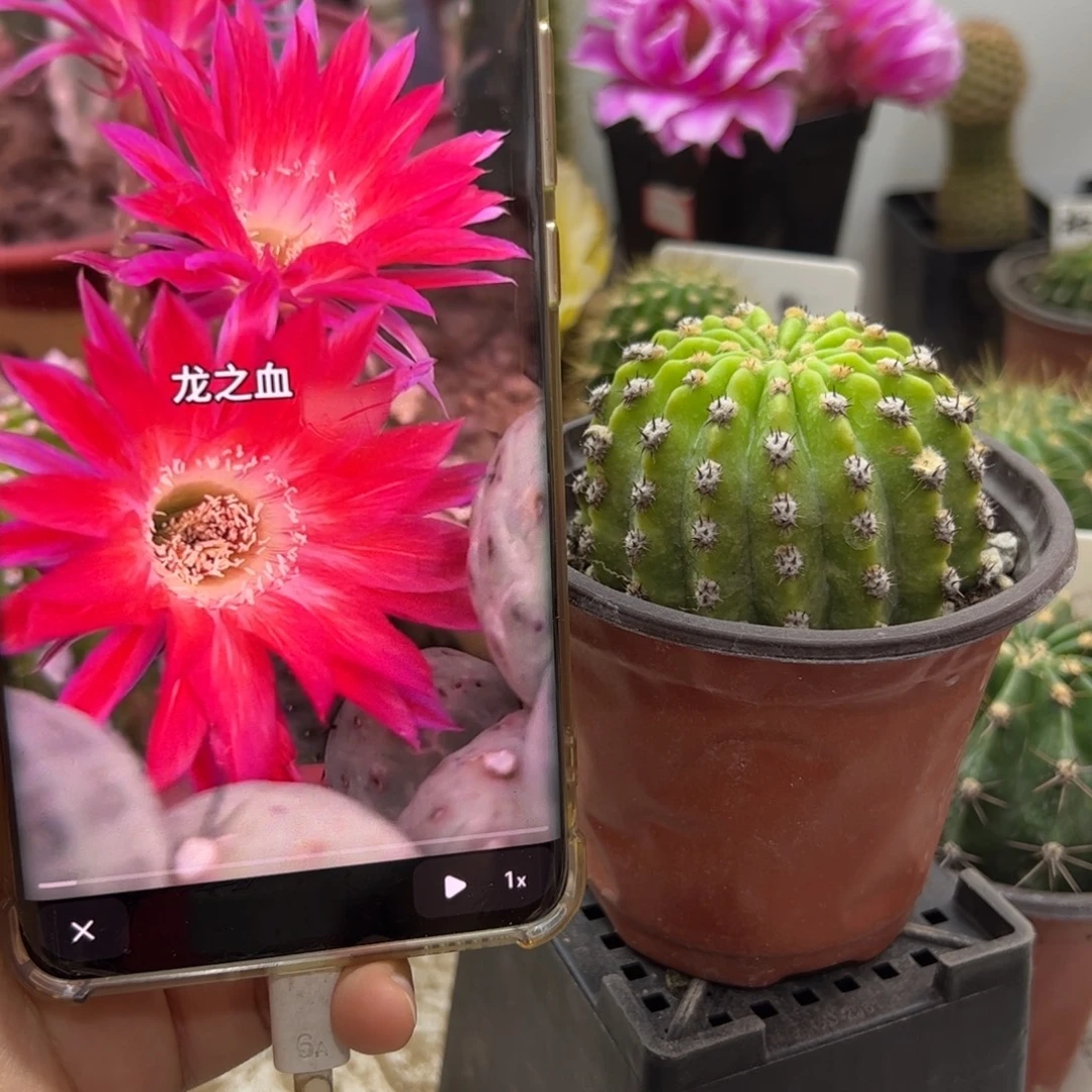 丽花龙之血有根球15