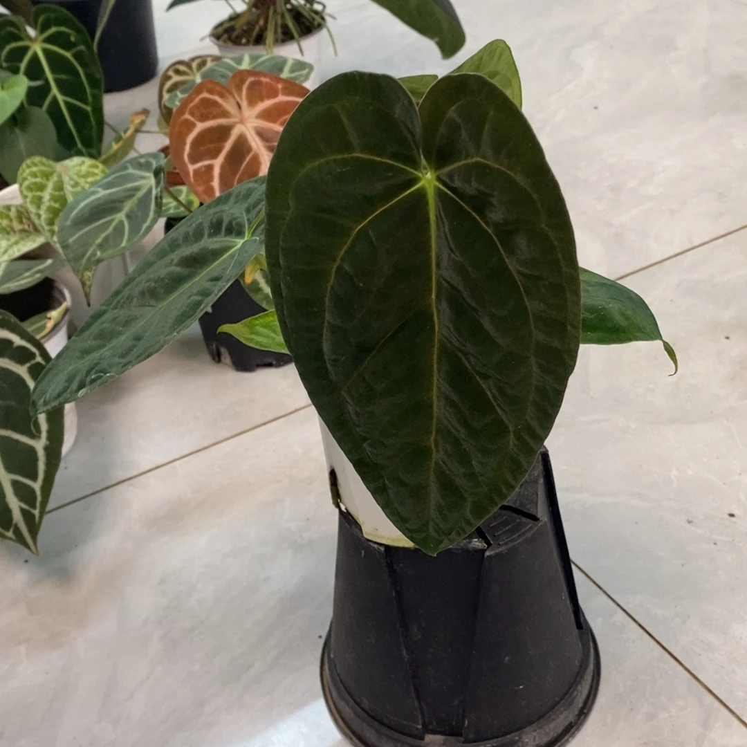 不开花植物加通湖papi