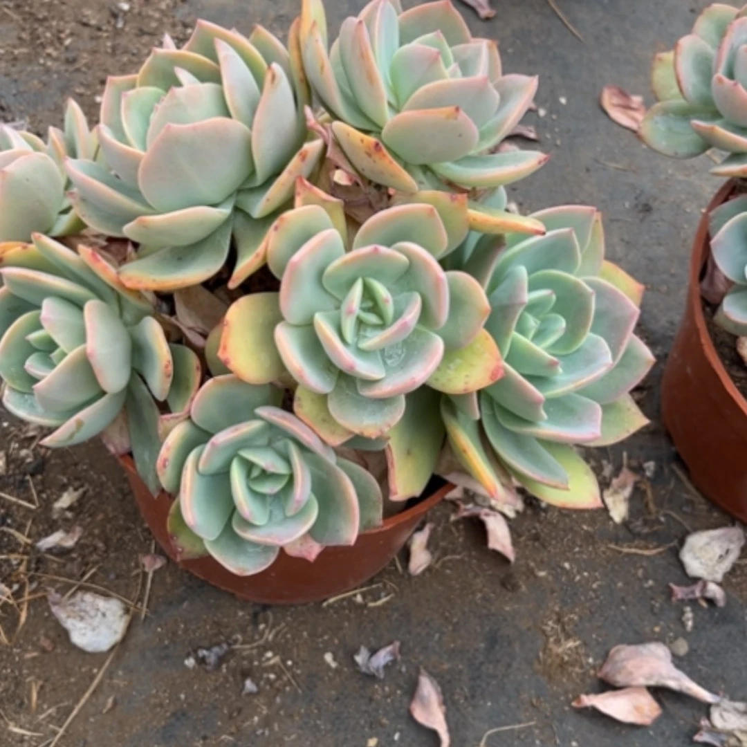 【闪购商品】一*白凤