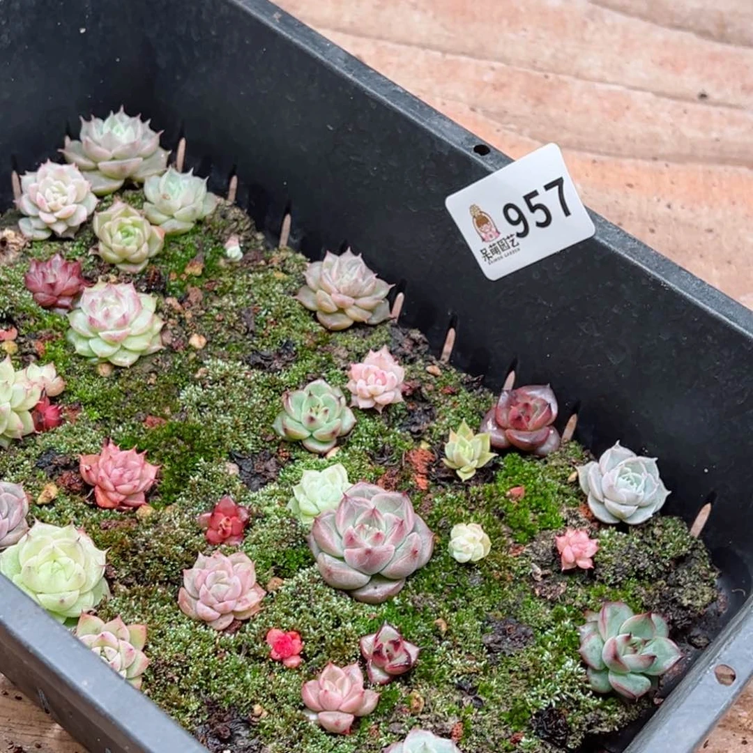 多肉植物多肉植物