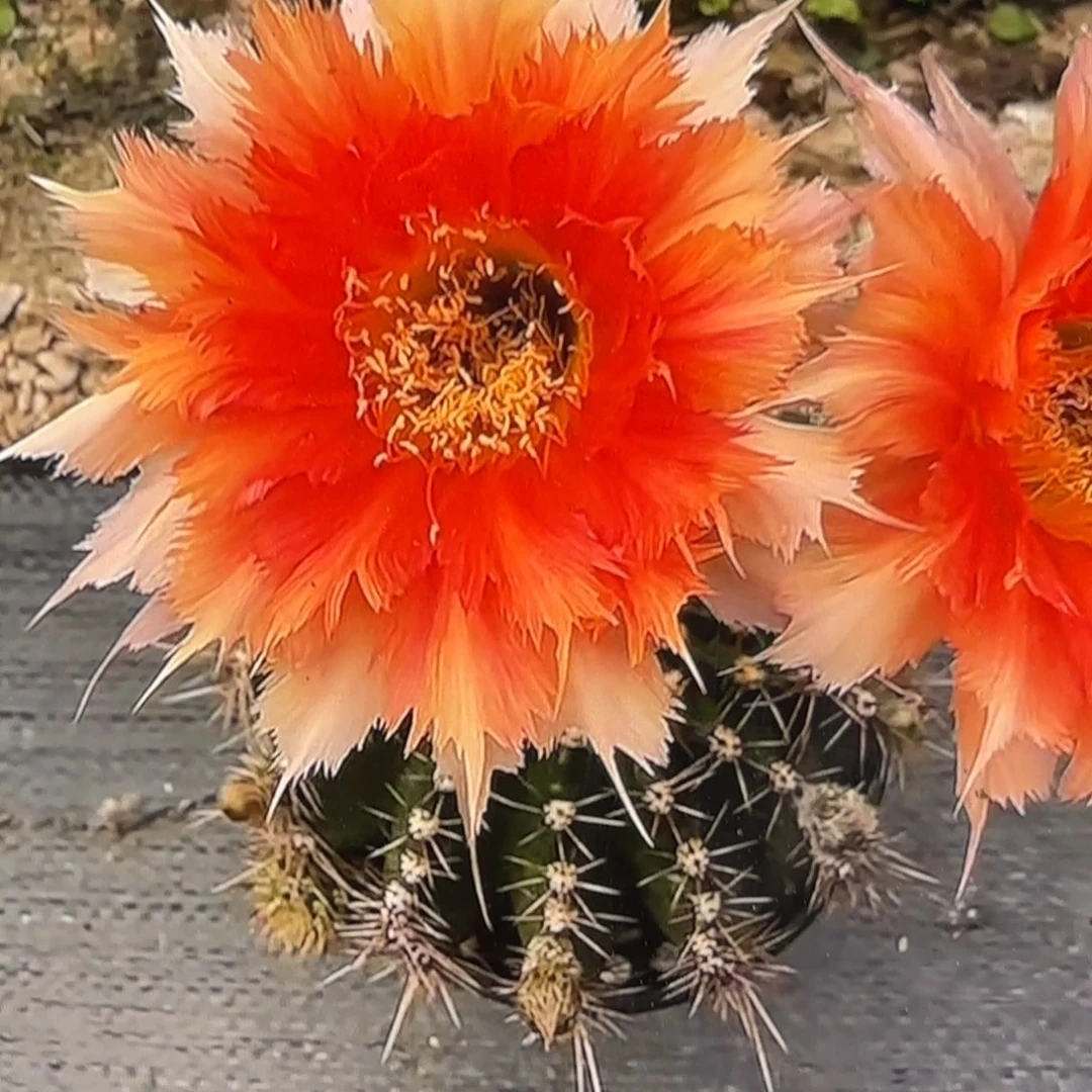 魔羽彩侧牙20包邮仙人球