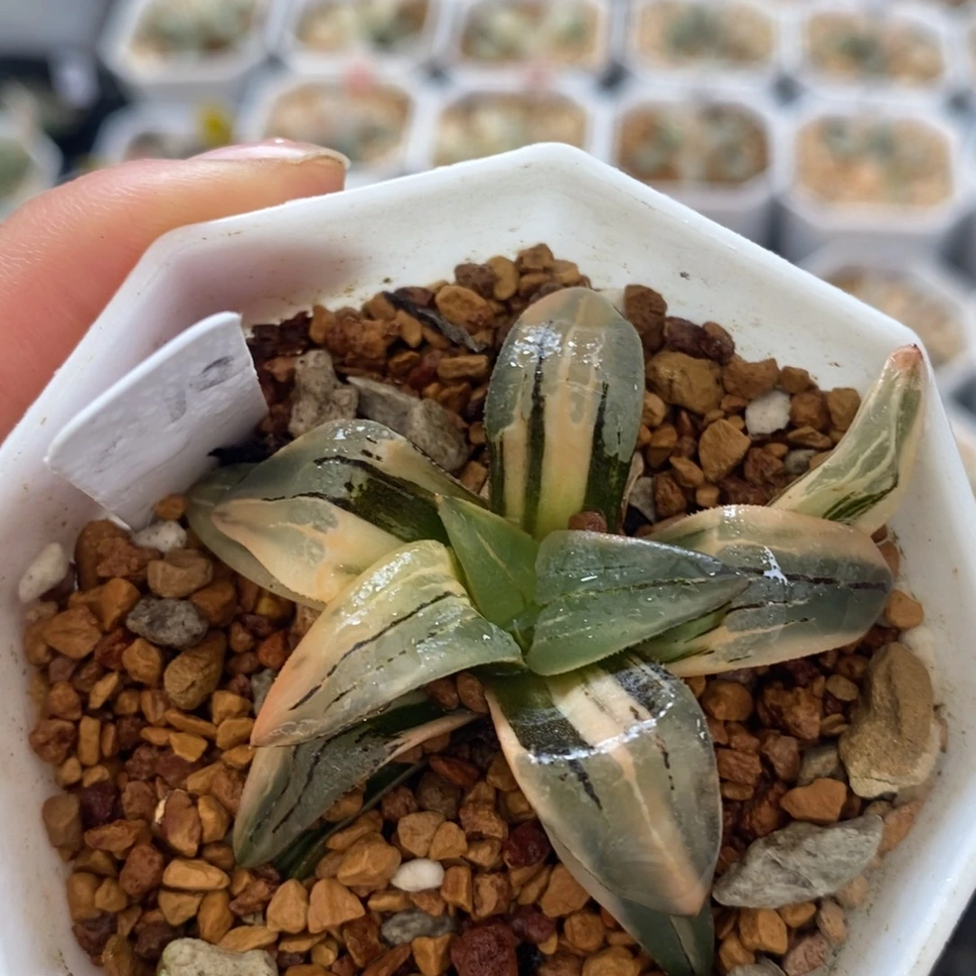 不开花植物10红纹