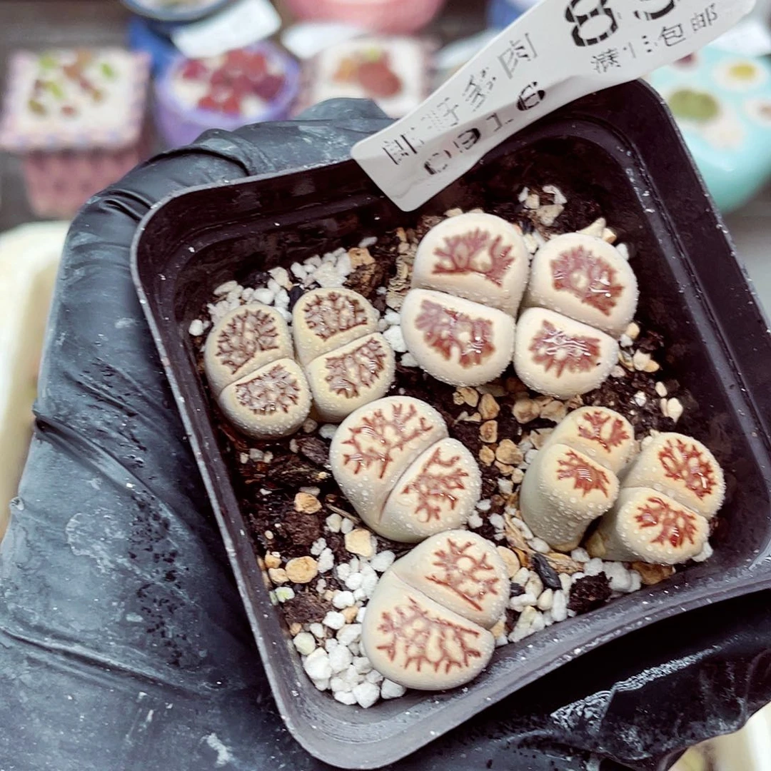 生石花满18包邮0916-89