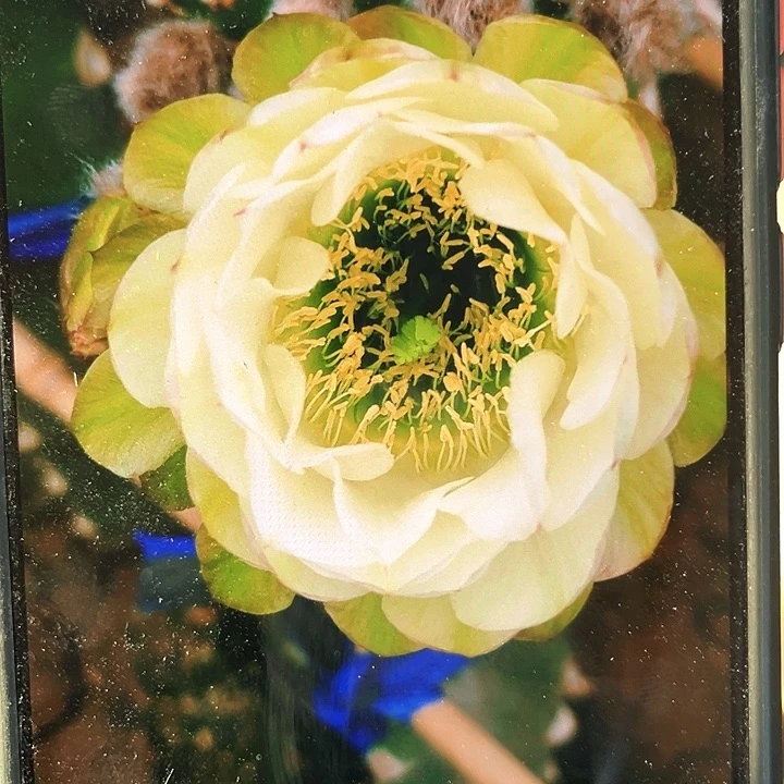 小油菜侧芽歪4公分左右满18包邮
