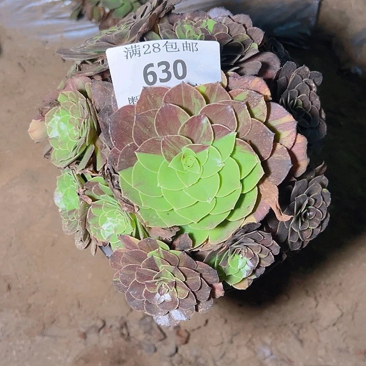 630花月夜多肉植物