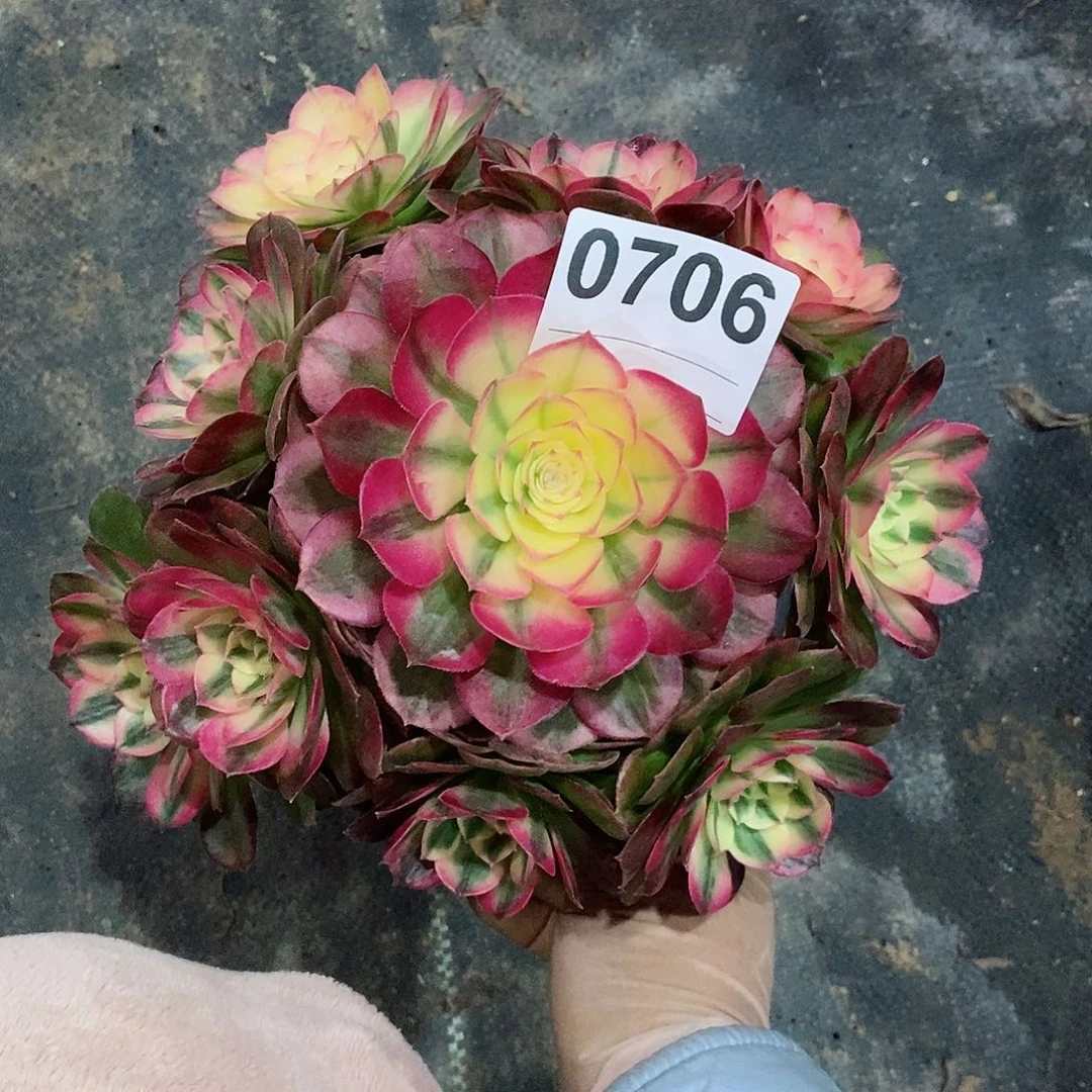 红陶0706荔枝3冠服17.8