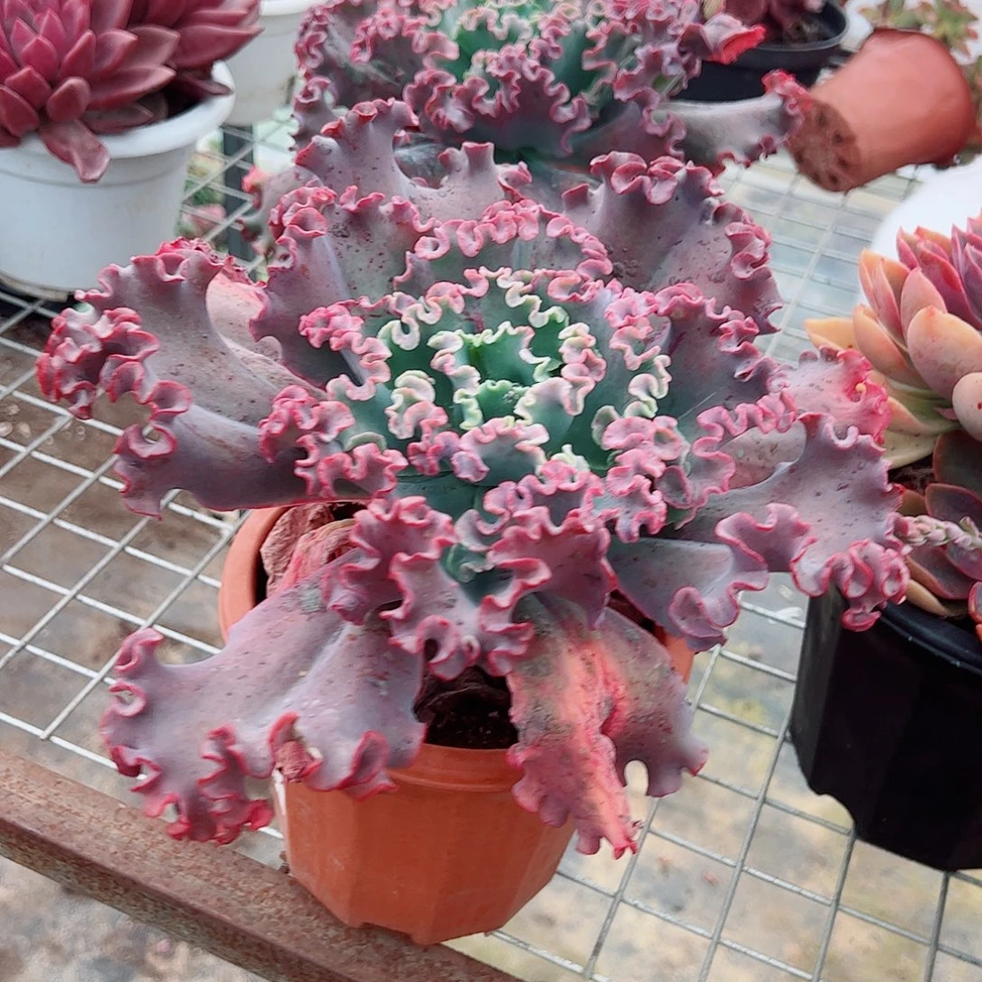 女王花笠大单头精品特价