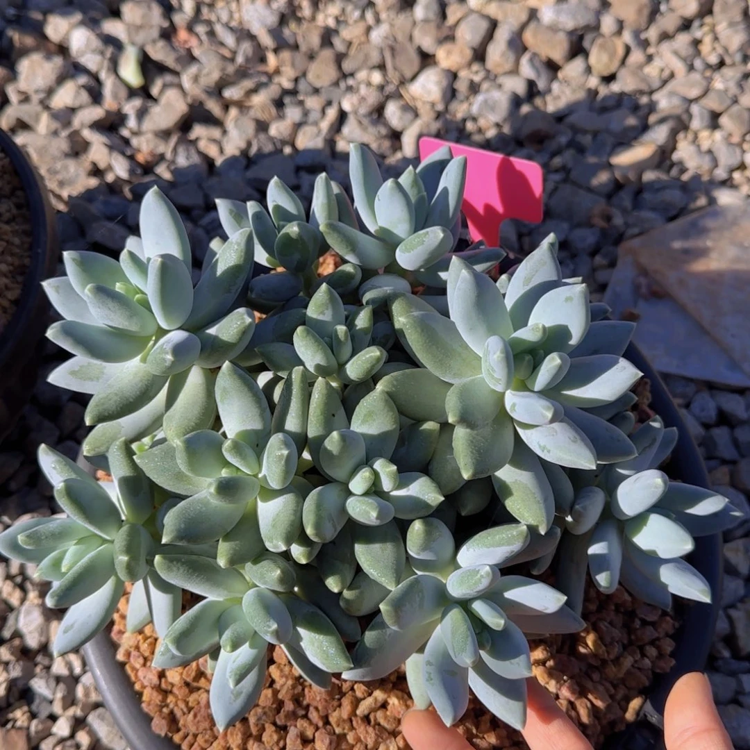 ****默默默姐姐多肉植物