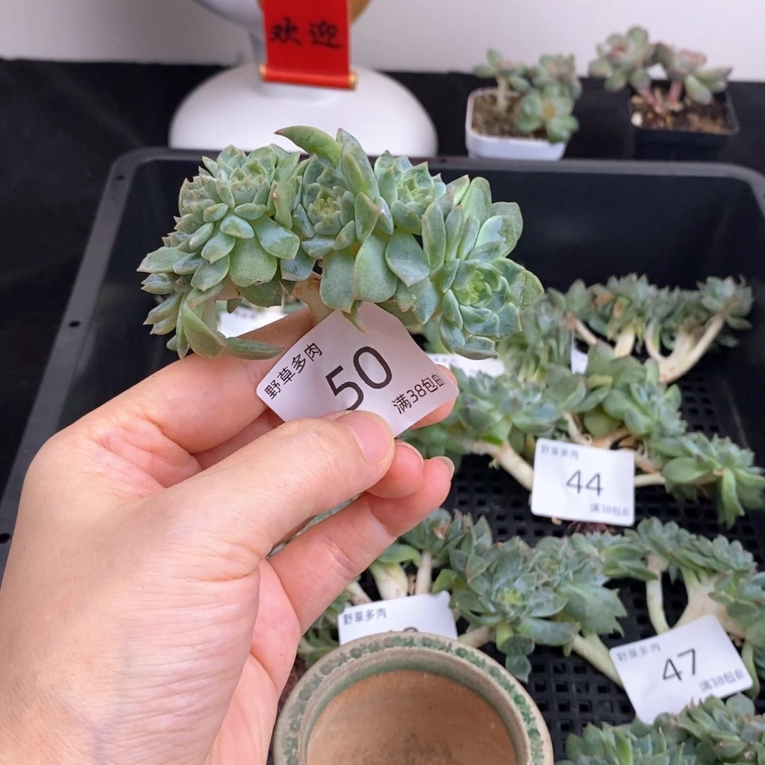 50号冰魄小树一颗