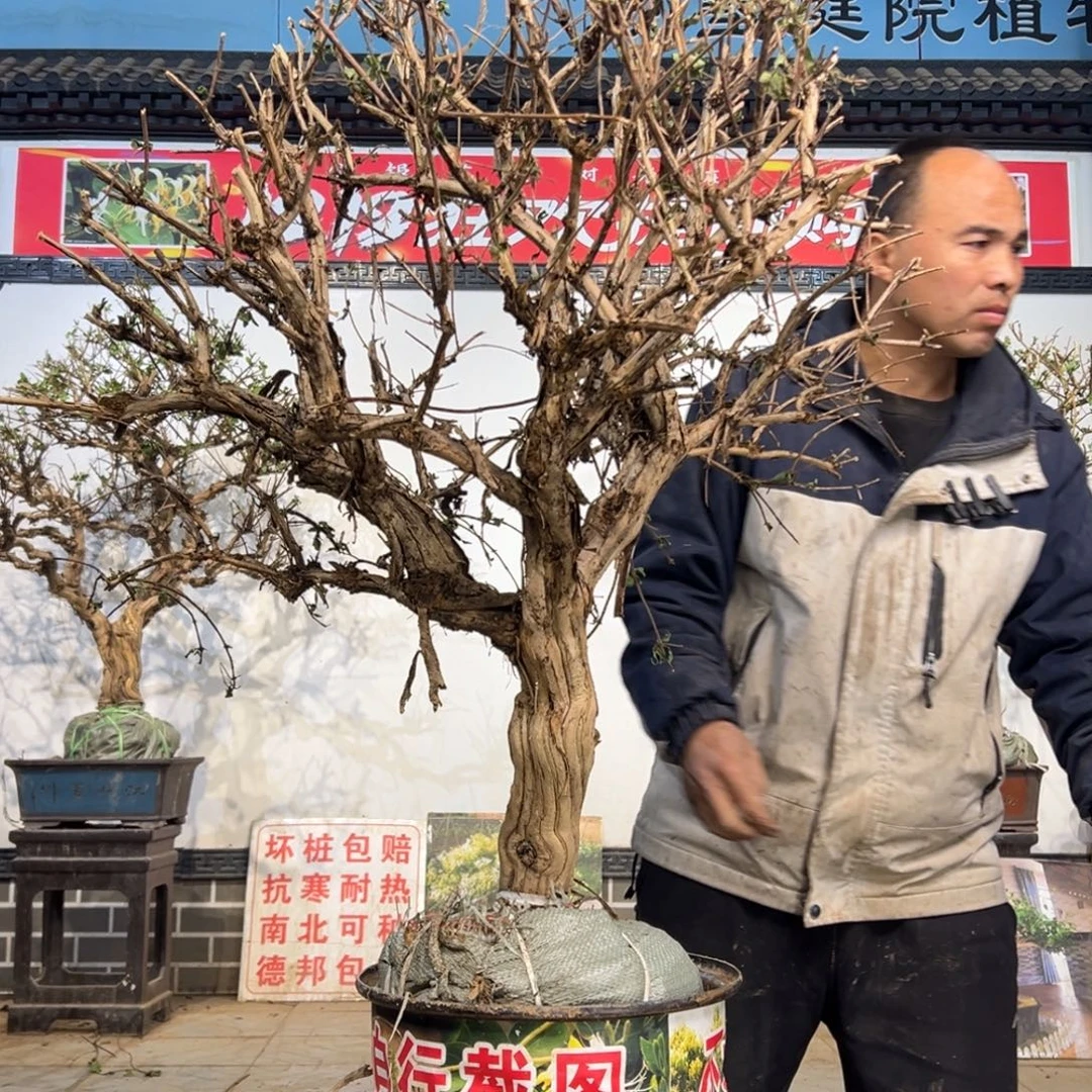 无花朵金银花88888