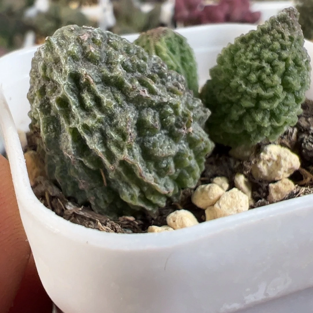 实生新品山峰多肉植物水泡