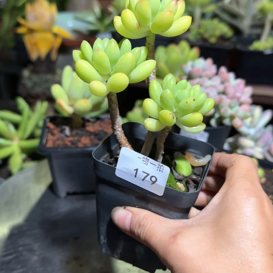 阿***芙179号 一物一拍 一物一拍