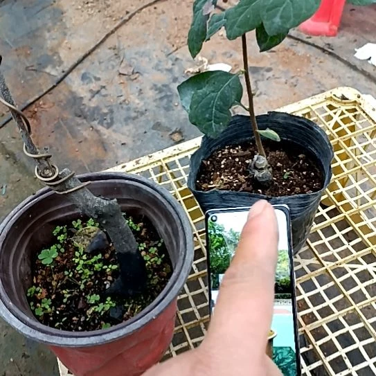 无花朵梦鹤嫁接苗老鸦
