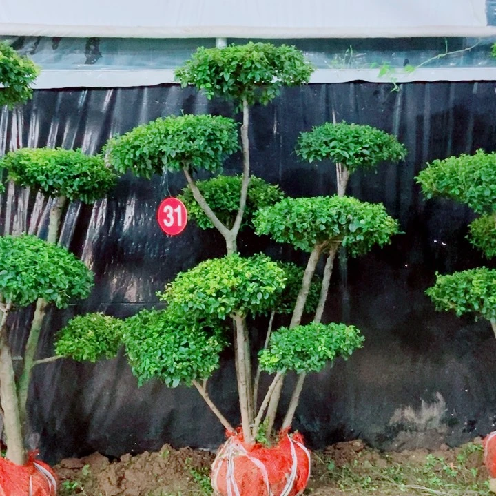 不开花植物一物一图一物一拍