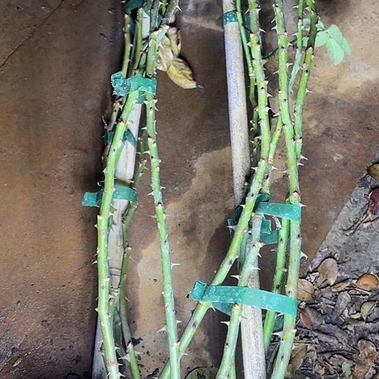 奋***斗无花朵粉色达芬奇