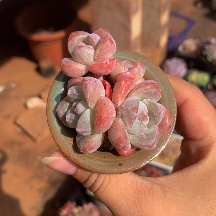 精控胭脂冰玉四头