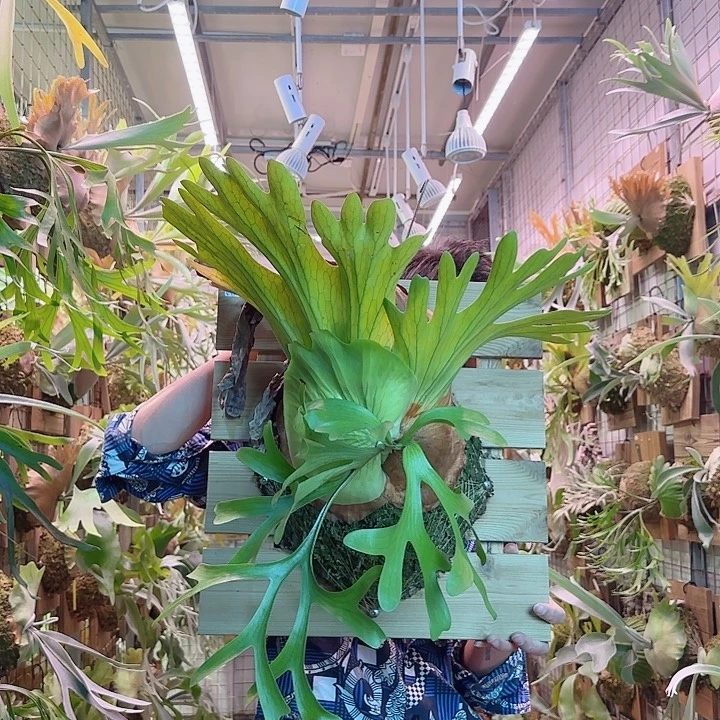 无花朵皇冠a45。