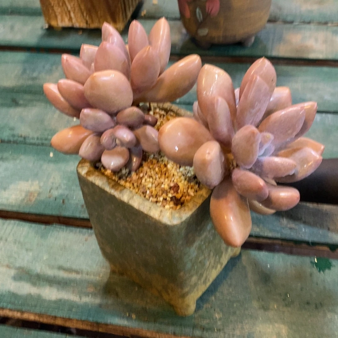 红***莓孤品，自己繁殖，46464694