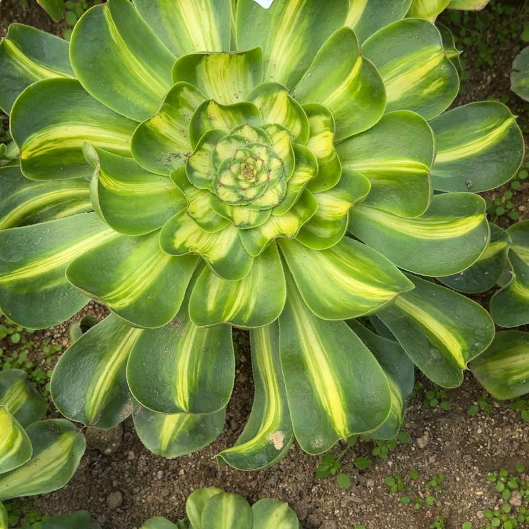 50暴君多肉植物一