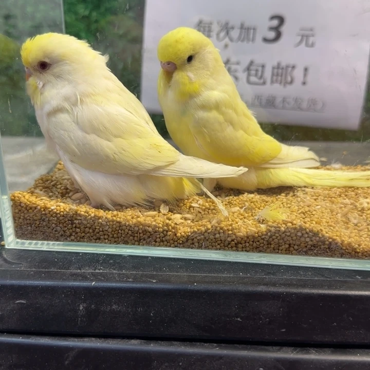 虎皮鹦鹉大头虎皮鹦鹉