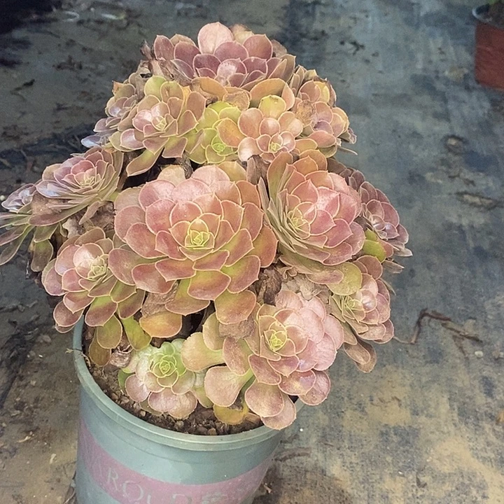 荷兰玫瑰多肉植物019